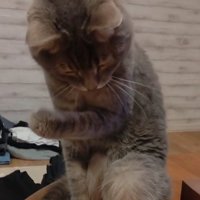 下を向く猫