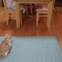 座っている人を見ている猫