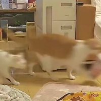 キッチンから出てくる猫たち