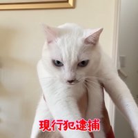 現行犯逮捕