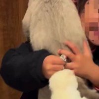 女の子に飛びつく猫