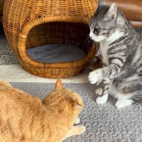 左足で茶トラ猫を触ろうとするサバ白猫