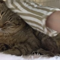 目を細めたたこやきくんが