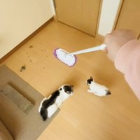 モップを追い掛ける子猫と見守る母猫