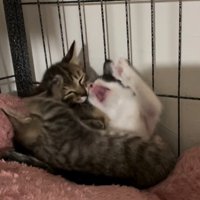 取っ組み合う子猫たち