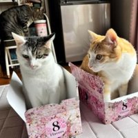 室内にいる猫