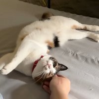 飼い主になでられてご満悦な表情の猫