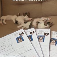 ソファの上で横になる4匹の子猫と紙を持った飼い主の手