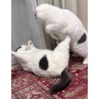 ケンカしている猫