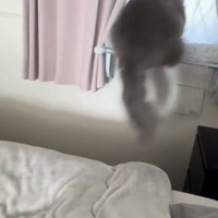 猫がジャンプする写真