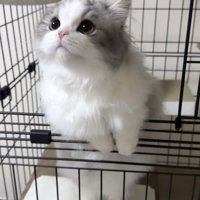 上を見上げる猫