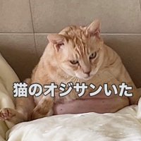 座った姿勢のふくよかな猫