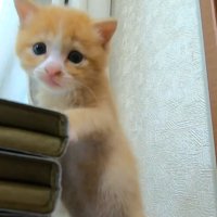 正面を見ている子猫