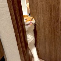 必死の形相でドアを開けようとする猫