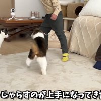 猫をじゃらすお兄ちゃん