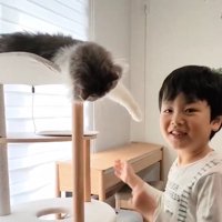 手を伸ばす猫