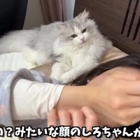 首を傾げるしろがね丸くん