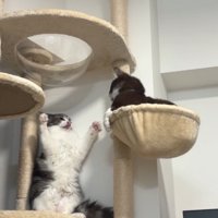 威嚇する猫と見つめる猫2