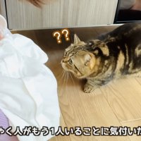 ママに抱かれた赤ちゃんを見るキジトラマンチカン