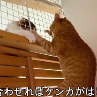 けんかをしている猫
