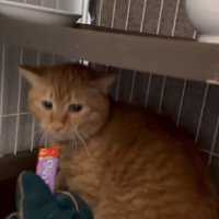 おやつを味わう猫