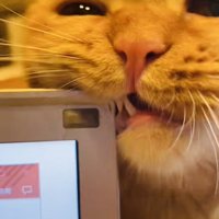 ノートパソコンを齧るミックス猫