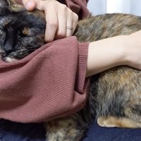 膝に乗るももちゃん