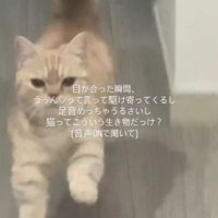 大きな足音をあげて飼い主の方へ近づいてくる猫
