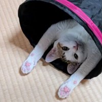 寝転がる猫