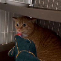 おやつを食べる猫