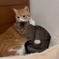 子猫を抱きしめ直す猫