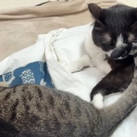 尻尾が顔に
