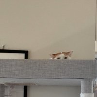 キャットタワーのてっぺんに乗る猫