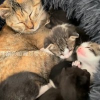 団子になって眠る猫達
