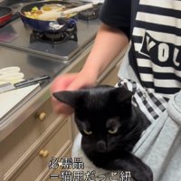 抱っこ紐に入った猫