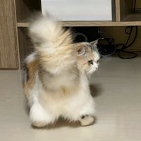 振り向くように横を向き、しっぽをあげている猫