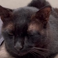 目を瞑る猫
