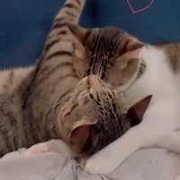 寝ている2匹の猫