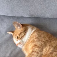寝転がっている猫の顔アップ