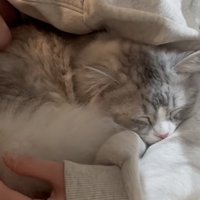 猫が寝ている写真