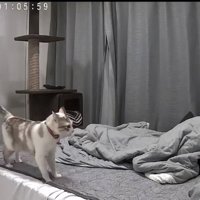 飼い主に向かって鳴く猫