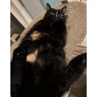 室内にいる猫