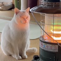 ストーブの前でくつろぐ猫の写真1