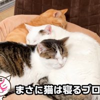 くっついて寝ている三匹の猫