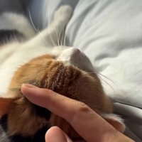 撫でてあげている姿