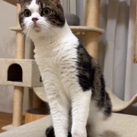 ソファの上でお座りしている猫「！？」