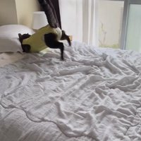 枕の下へ体をねじ込む猫