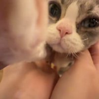 飼い主に近づく子猫