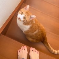疑いの目を向ける猫