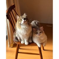 椅子に座る猫たち